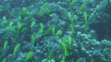 Shoal of one spot snappers (lutjanus monostigma) swimming in the Red Sea