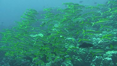 Shoal of Ehrenbergs snappers (lutjanus ehrenbergii) swimming in the Red Sea