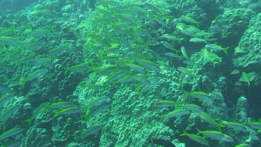 Shoal of Ehrenbergs snappers (lutjanus ehrenbergii) swimming in the Red Sea