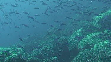 Shoal of Suez fusiliers (caesio suevica) swimming in the Red Sea