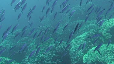 Shoal of Suez fusiliers (caesio suevica) swimming in the Red Sea