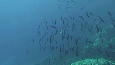 Shoal of Suez fusiliers (caesio suevica) swimming in the Red Sea