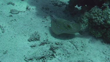 A blue-spotted stingray (taeniura lymma) swimming in the Red Sea