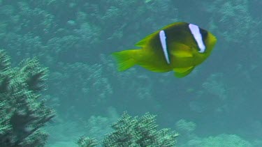 Red Sea anemonefish (amphiprion bicinctus) in the Red Sea (Egypt)