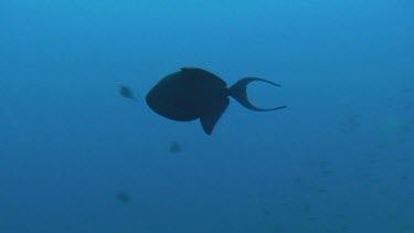 Redtooth triggerfish (odonus niger) swimming in the Red Sea