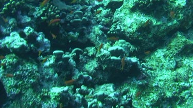 Group of scale fin anthias (pseudanthias squamipinnis) in the Red Sea