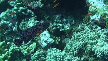 Grouper swimming in the Red Sea (Egypt)