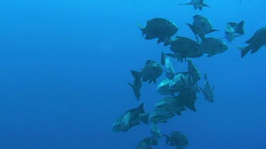 Large group of giant trevallies (caranx ignobilis) in the Red Sea