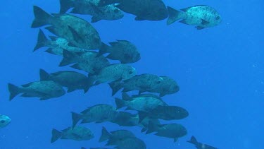 Large group of giant trevallies (caranx ignobilis) in the Red Sea