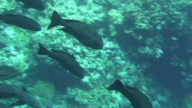 Large group of giant trevallies (caranx ignobilis) in the Red Sea