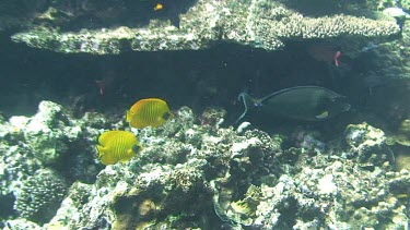 Two masked butterflyfish (chaetodon semilarvatus) swimming in the Red Sea (Egypt)