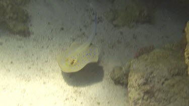 A bluespotted stingray (taeniura lymma) swimming in the Red Sea