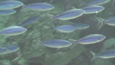 Shoal of Suez fusiliers (caesio suevica) swimming in the Red Sea