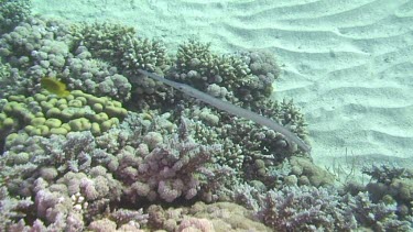 Cornetfish (fistularia commersonii) swimming in the Red Sea