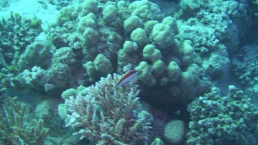 Cleaner wrasse (labroides dimidiatus) resting on the coral, cleaning station.