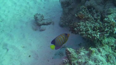 One royal angelfish (pygoplites diacanthus) swimming in the Red Sea (Egypt)