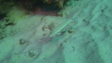 Speckled sandperch (parapercis hexophthalma) swimming in the Red Sea