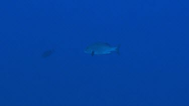 Silver sweetlips swimming in the big blue