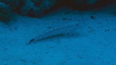 Speckled Sandperch (parapercis hexophthalma) swimming in the Red Sea