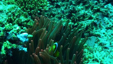 Red Sea anemonefish (amphiprion bicinctus) in the Red Sea (Egypt) looking to camera.