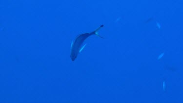 Lone lunar fusilier (Caesio lunaris) swimming in the Red Sea