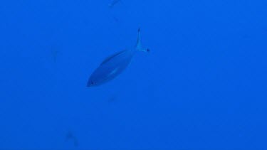 Lone lunar fusilier (Caesio lunaris) swimming in the Red Sea