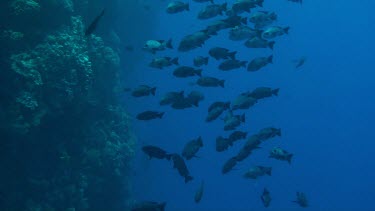 Large group of giant trevallies (caranx ignobilis) in the Red Sea