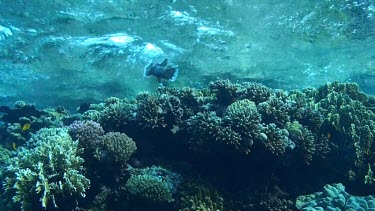 Common porcupinefish swimming close to the surface, close to coral.