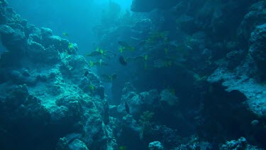 Shoal of one-spot snappers swimming in the Red Sea