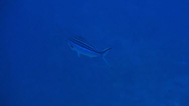 Lone Suez fusilier (Caesio suevica) swimming in the Red Sea