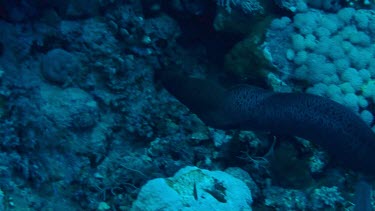 Giant moray swimming between the coral