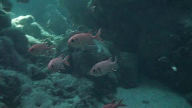 Group of white-edged soldierfish swimming between some rocks