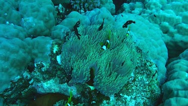 Anemone fish or clownfish near and in the coral reef