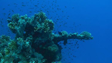 Small fish swimming in the coral reef of the Red Sea, Egypt