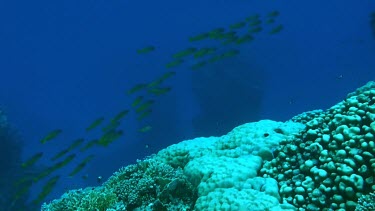 Shoal of blue-striped snappers swimming in the Red Sea