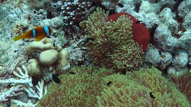 Anemone fish or clownfish near and in the coral reef