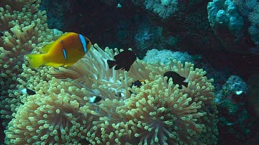 Anemone fish or clownfish near and in the coral reef