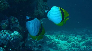 A pair of lined butterflyfish swimming in the Red Sea