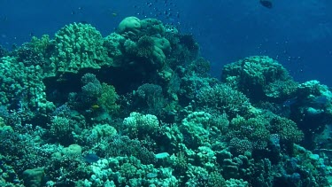 Coral seascape. Small fish swimming in the coral reef of the Red Sea, Egypt