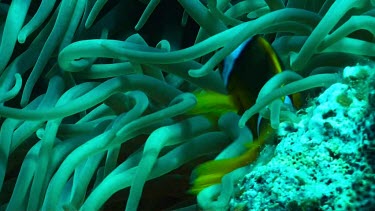 Anemone fish or clownfish near and in the coral reef