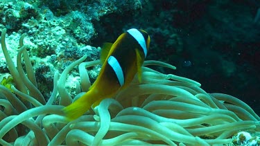 Anemone fish or clownfish near and in the coral reef