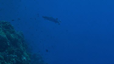 Lone great barracuda patrolling the Red Sea