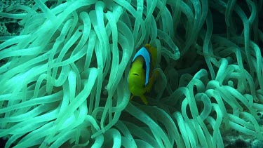 Anemone fish or clownfish near and in the coral reef