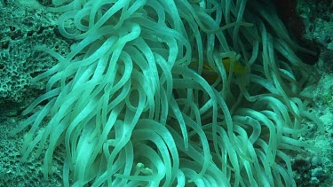 Anemone fish or clownfish near and in the coral reef