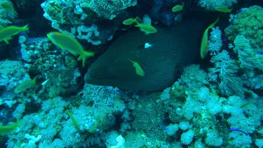 Giant moray hiding in the coral of the Red Sea, Egypt