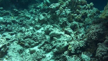 Crushed coral beds. Broken coral that has fallen to seafloor.