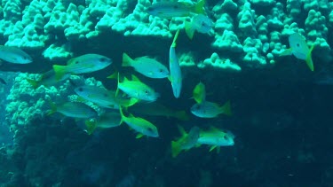 Shoal of one-spot snappers swimming in the Red Sea