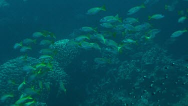 Shoal of one-spot snappers swimming in the Red Sea