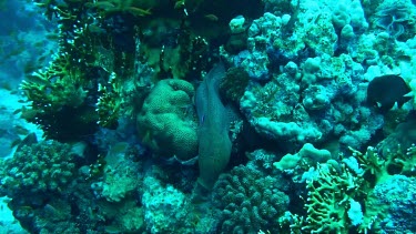 Giant moray hiding in the coral of the Red Sea, Egypt