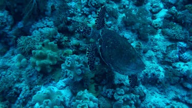 Hawksbill sea turtle swimming in the Fury Shoal area of the Red Sea, Egypt